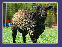Sheep