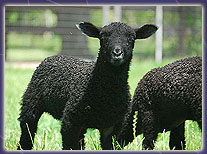 Sheep