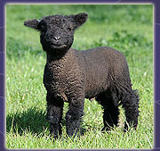 Sheep