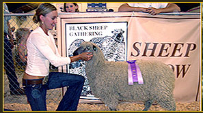 Sheep