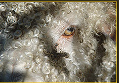 Sheep