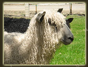 Sheep