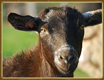 goats