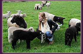 animals